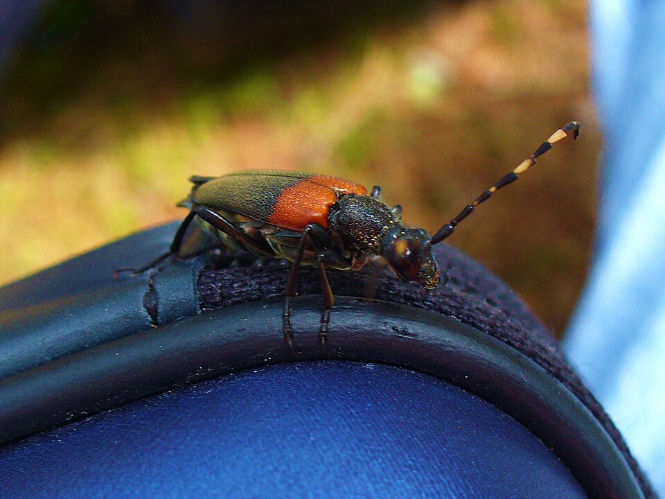 Photo of Red-shouldered pine borer