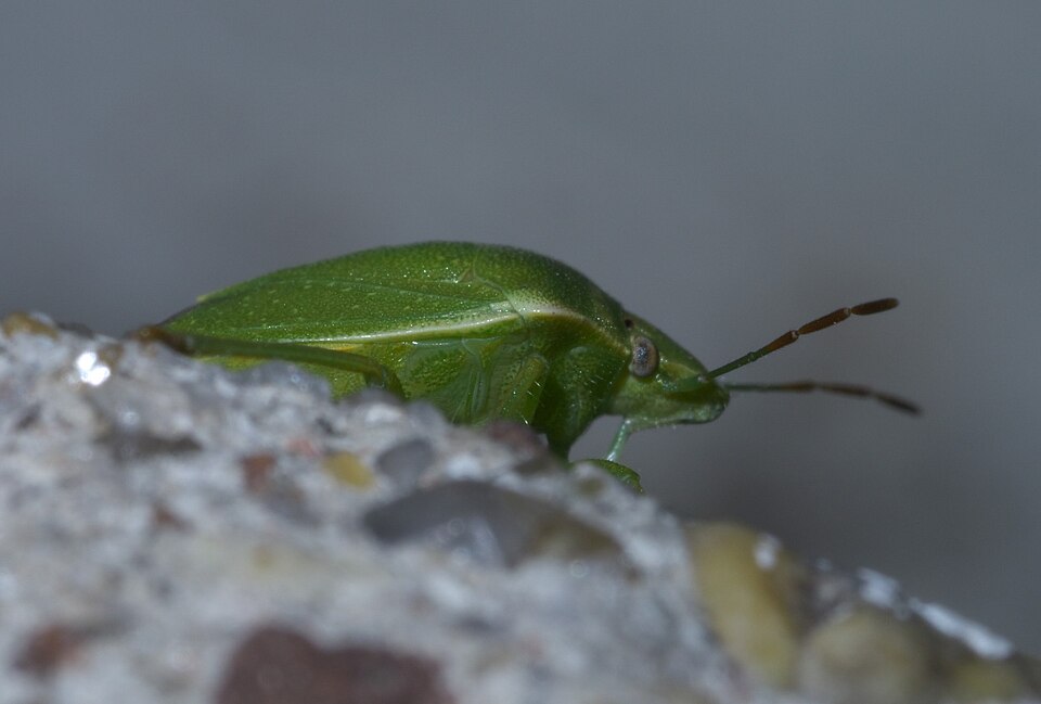 Photo of Red-shouldered stink bug