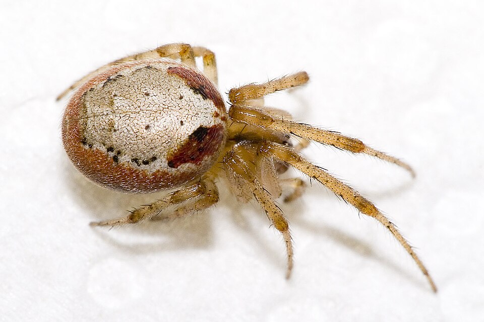 Photo of Red-sided sector spider