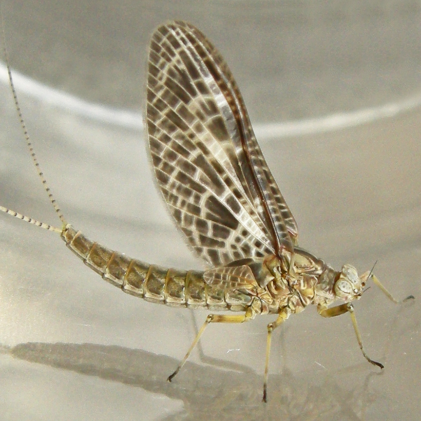 Photo of Red speckled dun