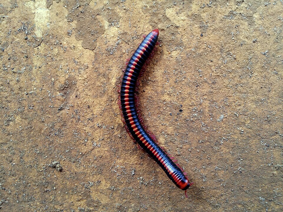Photo of Red spined millipede