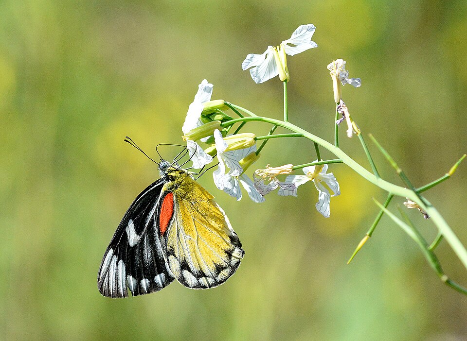 Photo of Red-spot Jezebel