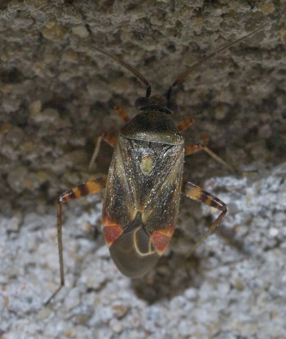 Photo of Red-spotted aster mirid