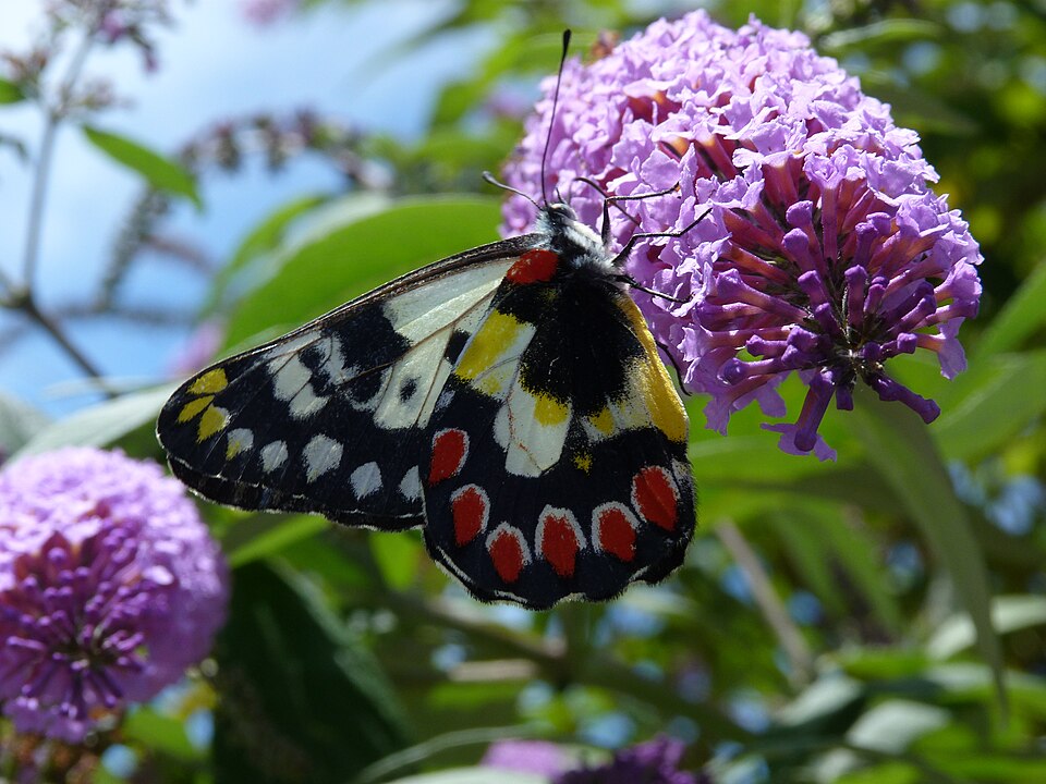 Photo of Red-spotted jezebel