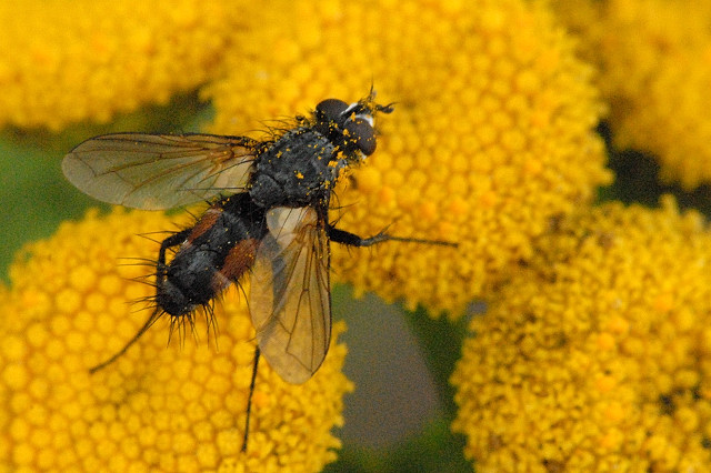 Photo of Red spotted parasite fly