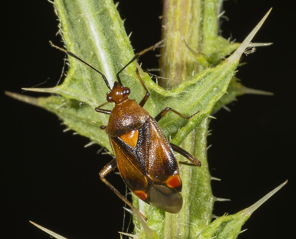 Photo of Red-spotted plant bug