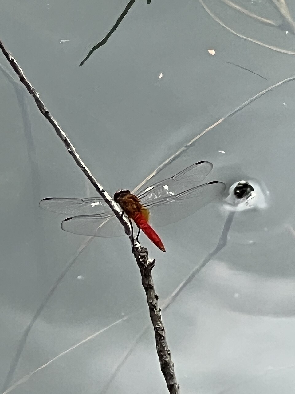 Photo of Red-tailed pennant