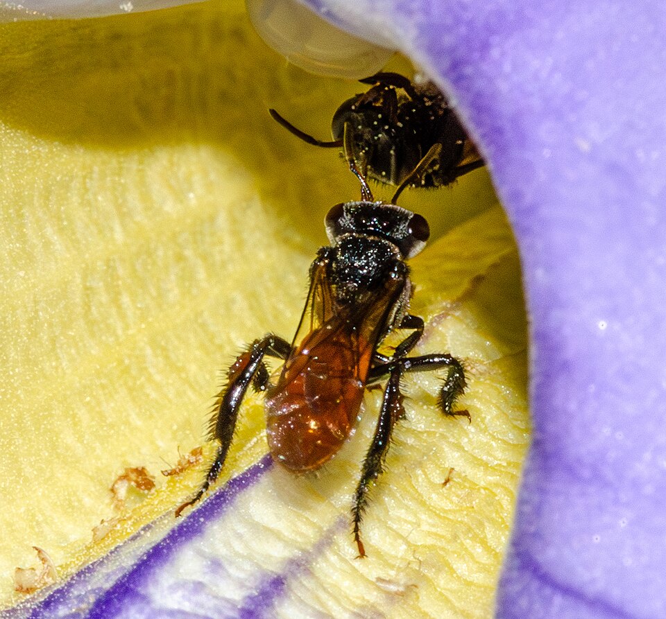 Photo of Red-tailed stingless bee