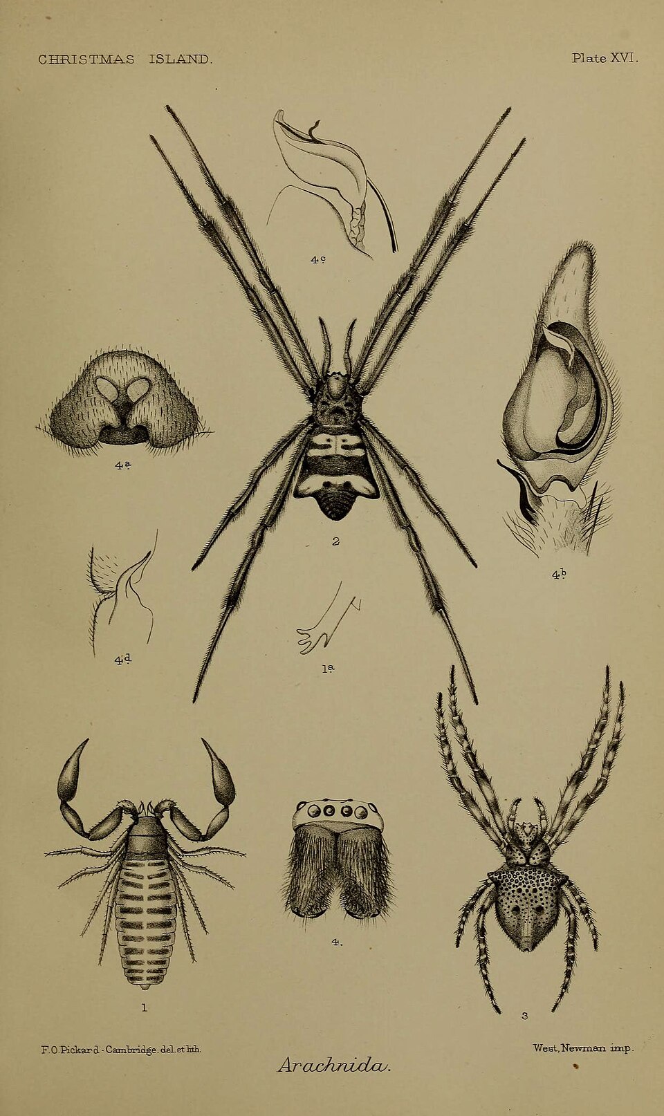 Photo of Red tent spider