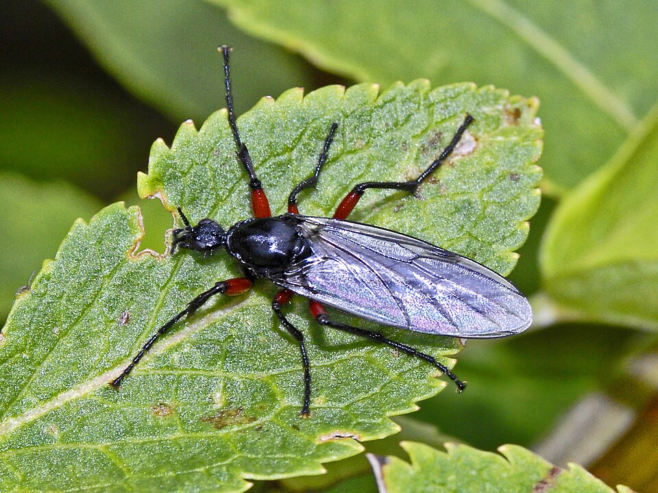 Photo of Red-thighed St Mark's fly