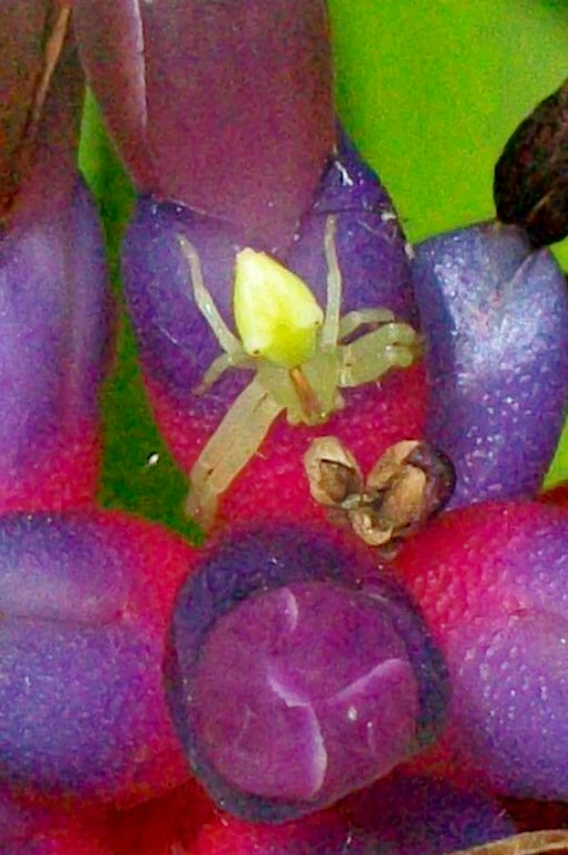 Photo of Red-tipped crab spider