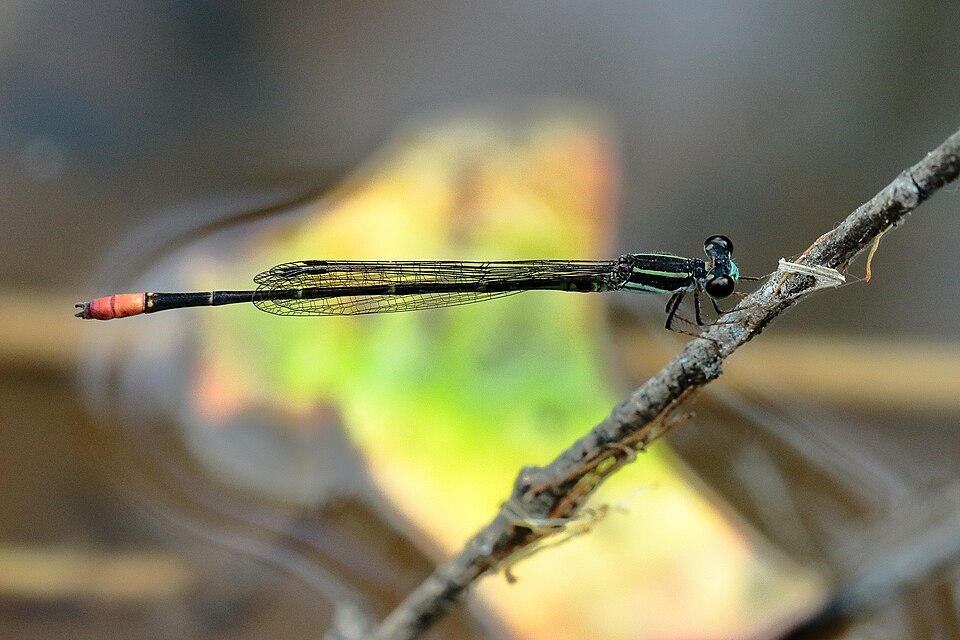 Photo of Red-tipped shadefly