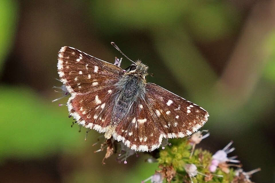Photo of Red-underwing skipper