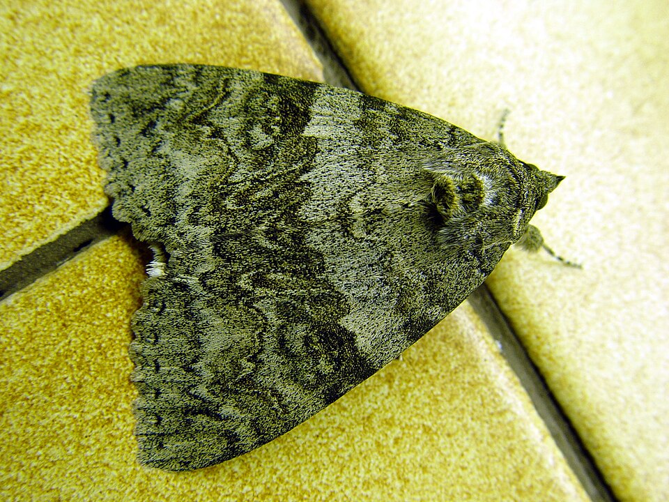 Photo of Red underwing