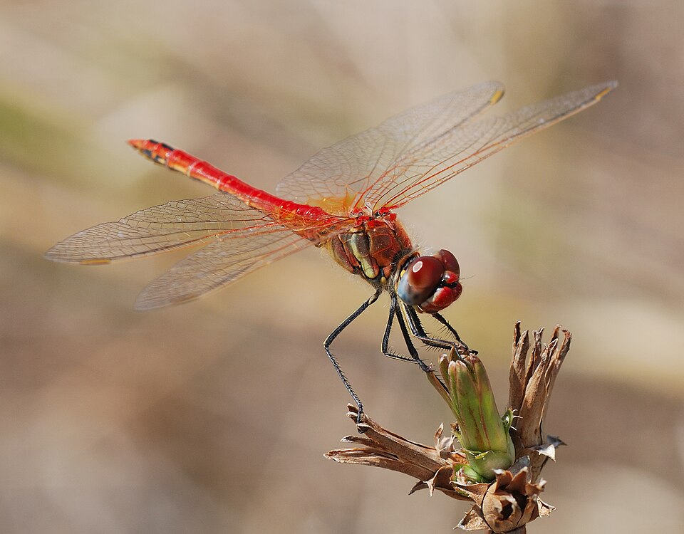 Photo of Red-veined darter