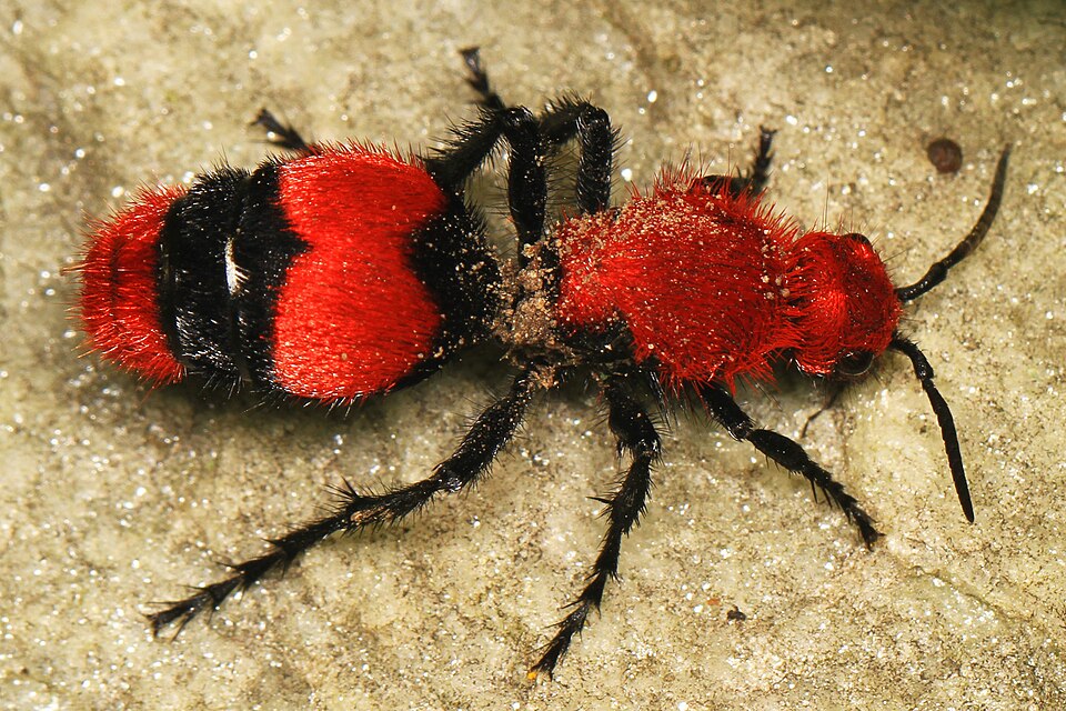 Photo of Red velvet ant