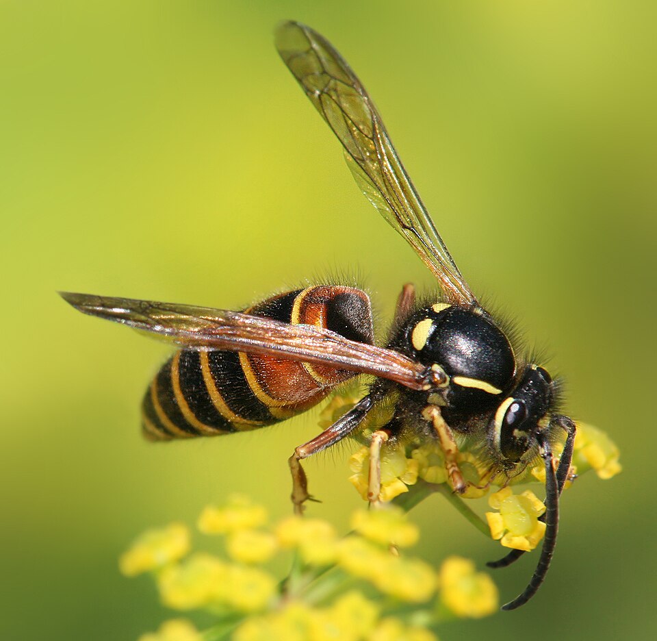 Photo of Ruske-maaherilane