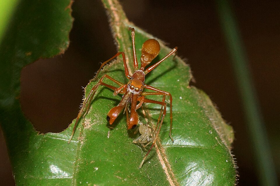 Photo of Red weaver ant-mimicking spider