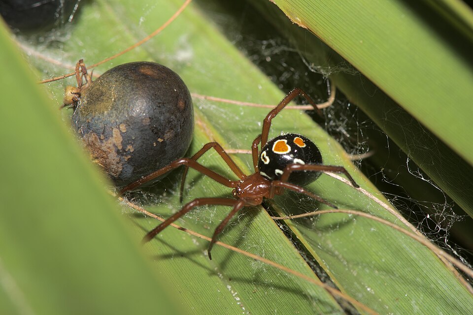 Photo of Red widow