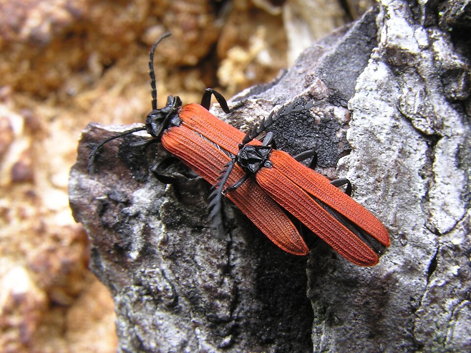 Photo of Red-winged lycid