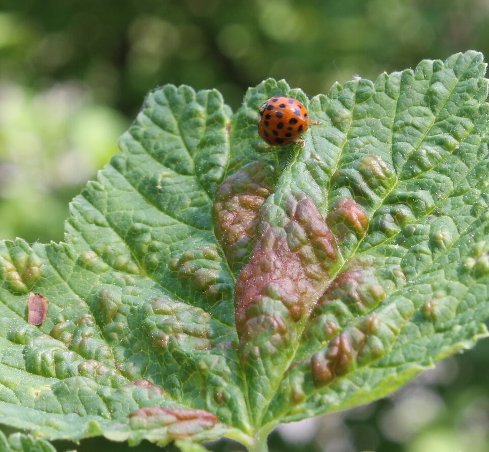 Photo of Redcurrant blister aphid