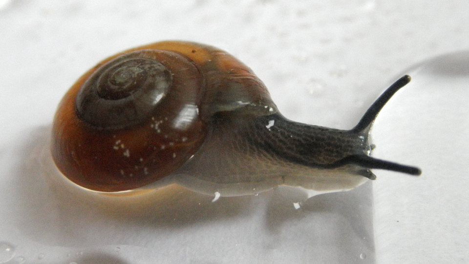 Photo of Reddish aegopinella