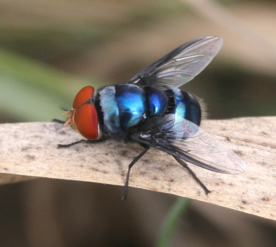 Photo of Regal blowfly