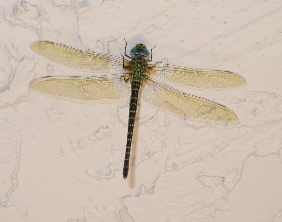 Photo of Regal darner
