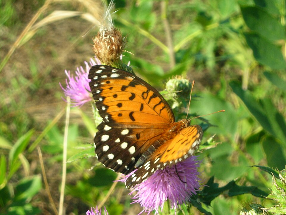Photo of Regal fritillary