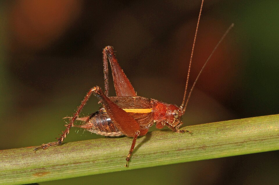 Photo of Restless bush cricket