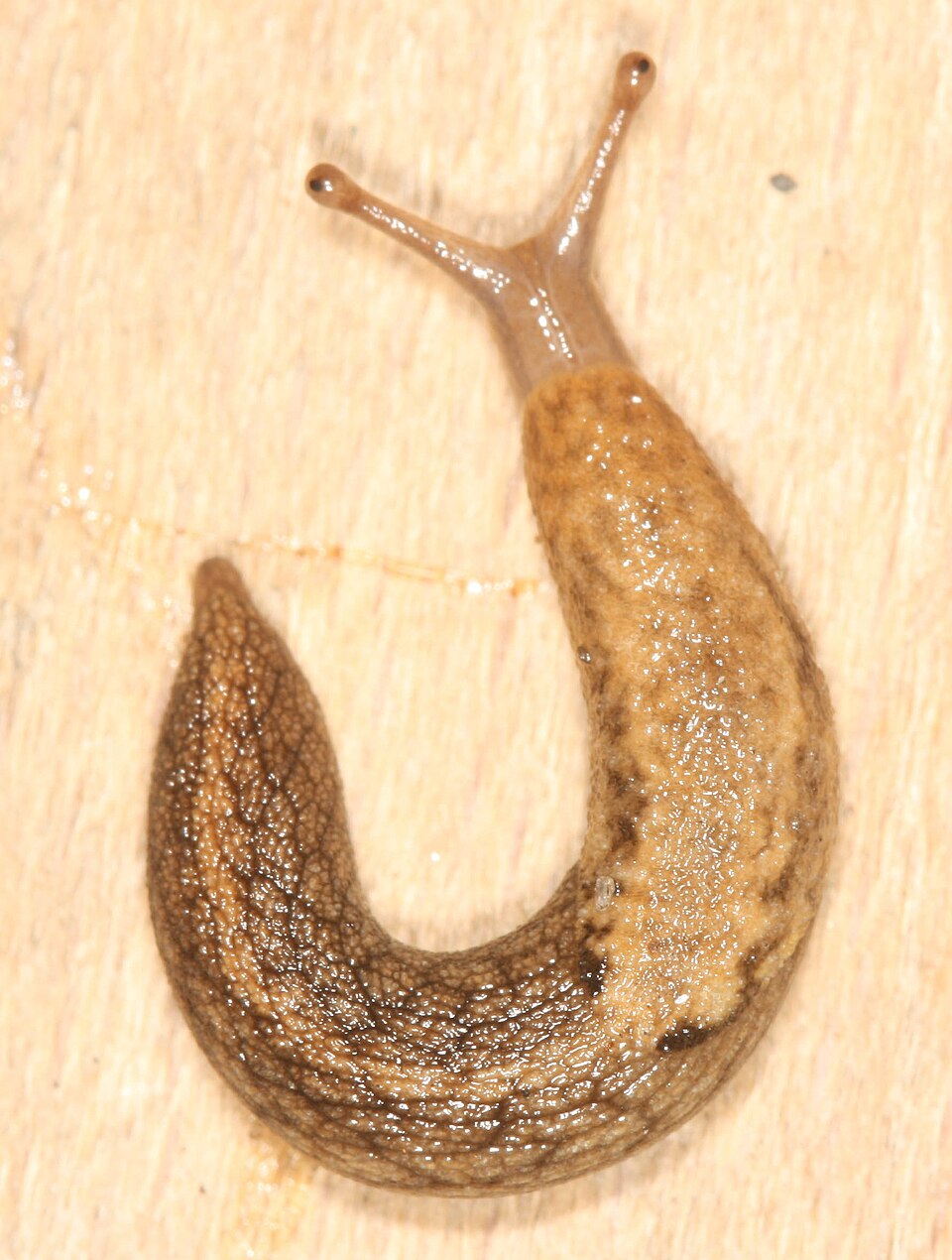 Photo of Reticulate taildropper
