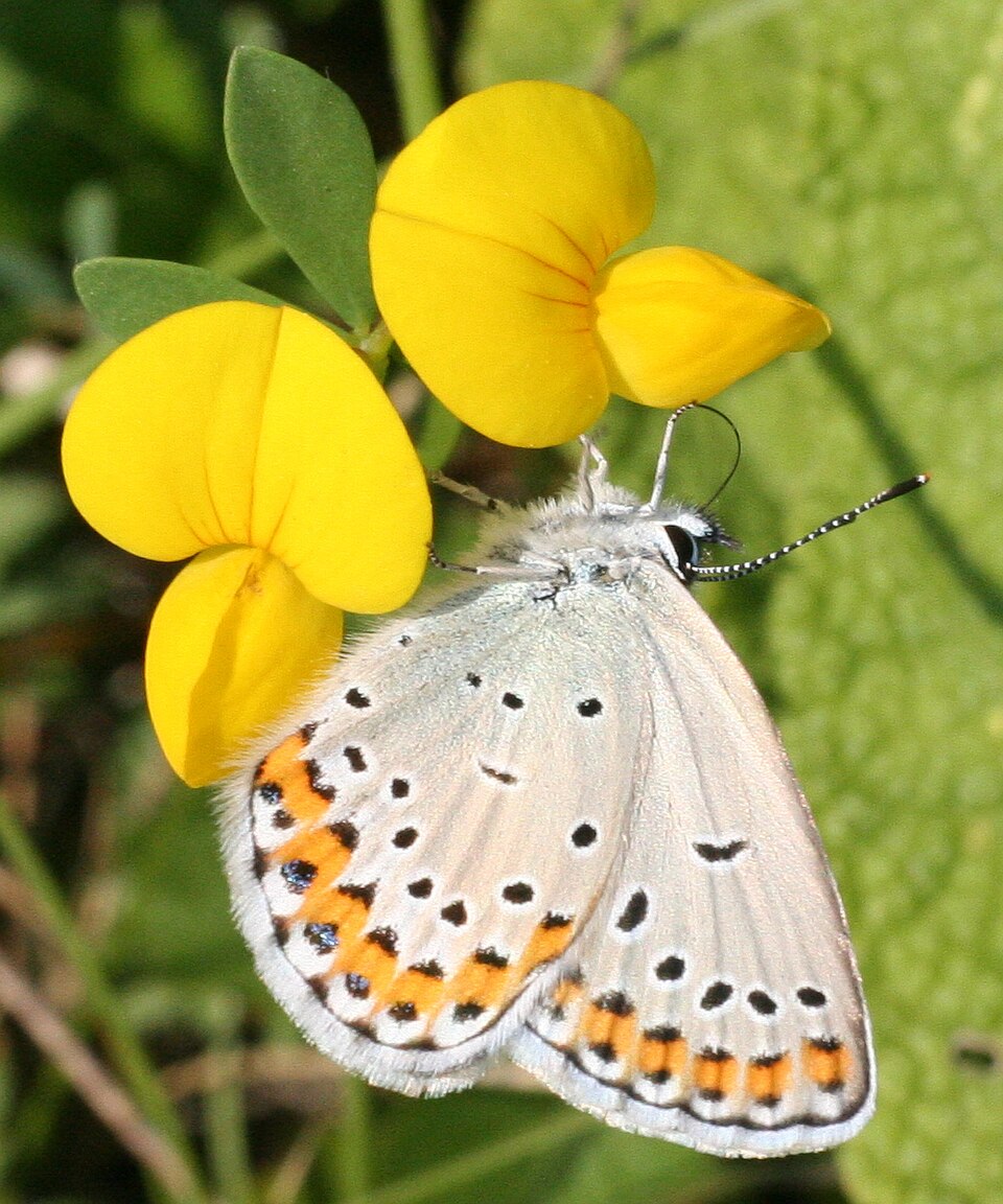 Photo of Reverdin's blue