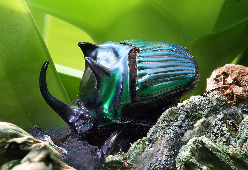 Photo of Rhinoceros dung beetle