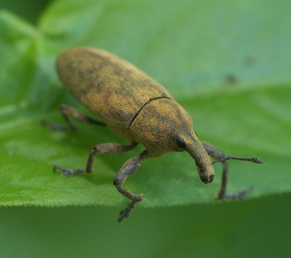 Photo of Rhubarb weevil