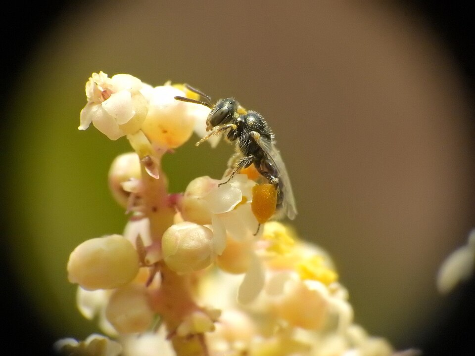 Photo of Rhus fairy bee