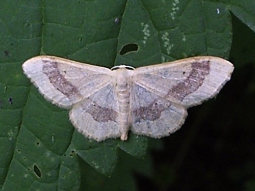 Photo of Riband wave