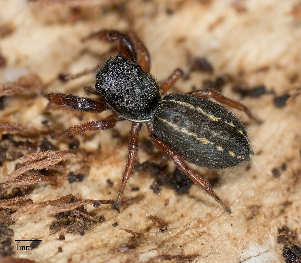 Photo of Ribbon jumping spider