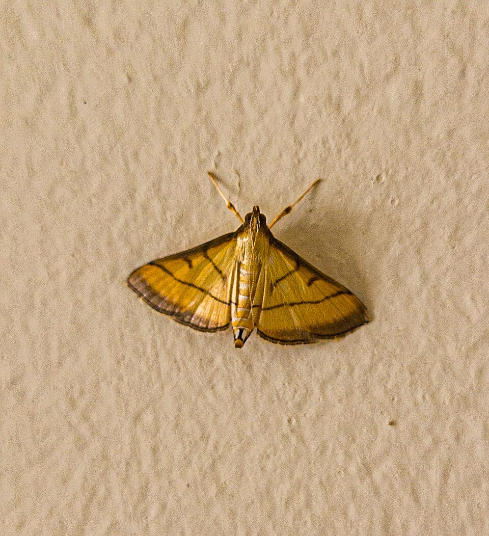 Photo of Rice leaf-roller