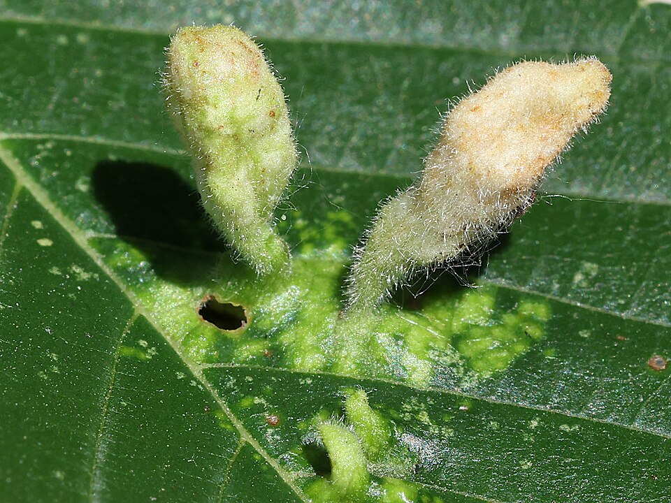 Photo of Rice root aphid