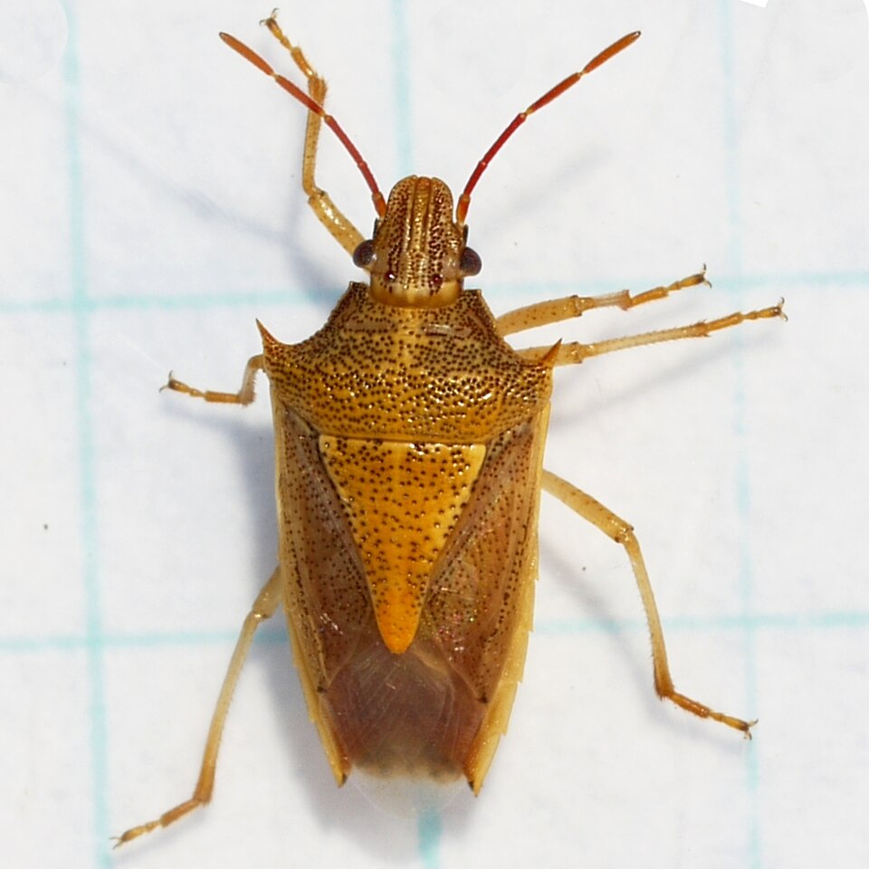 Photo of Rice stink bug