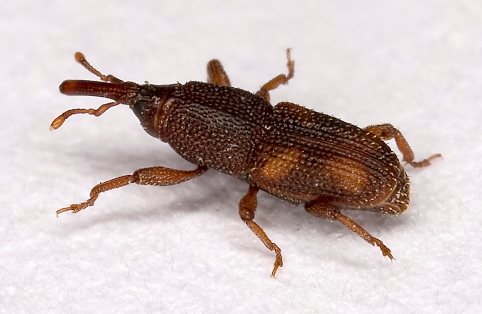 Photo of Rice weevil