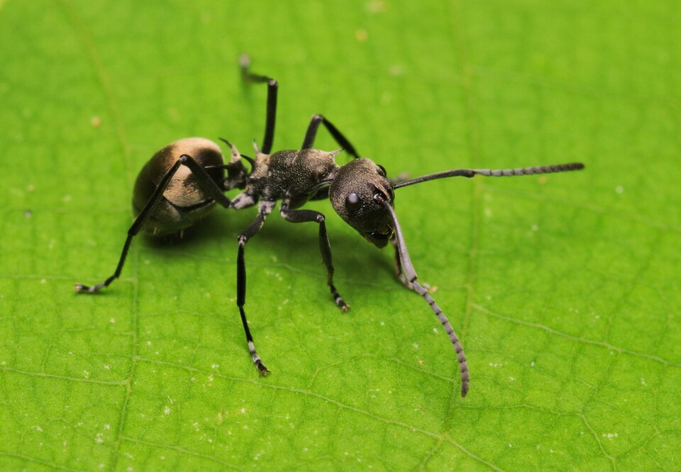 Photo of Rich spiny sugar ant
