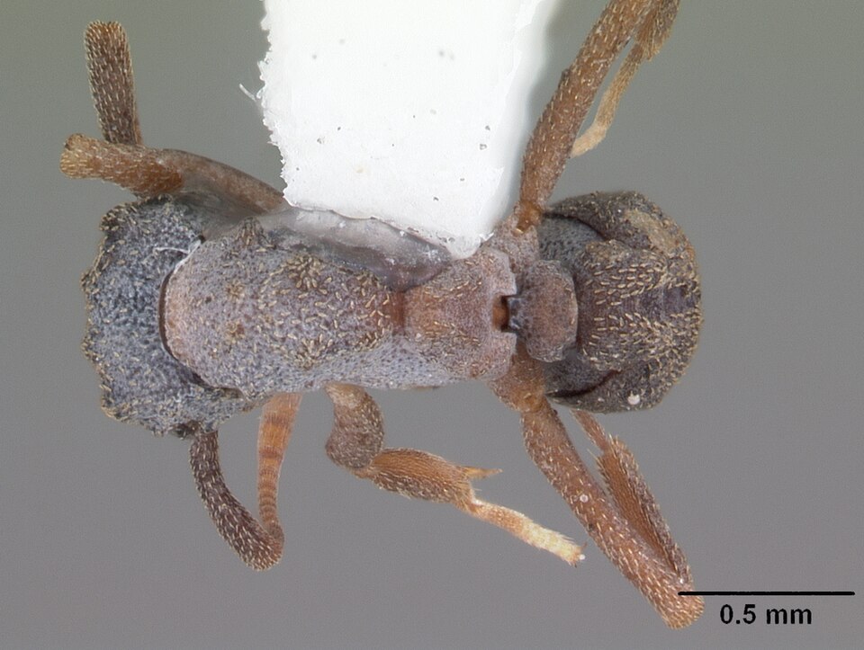 Photo of Rimose fungus-farming ant