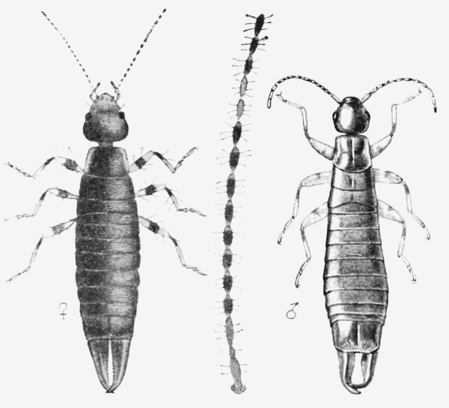 Photo of Ring-legged earwig