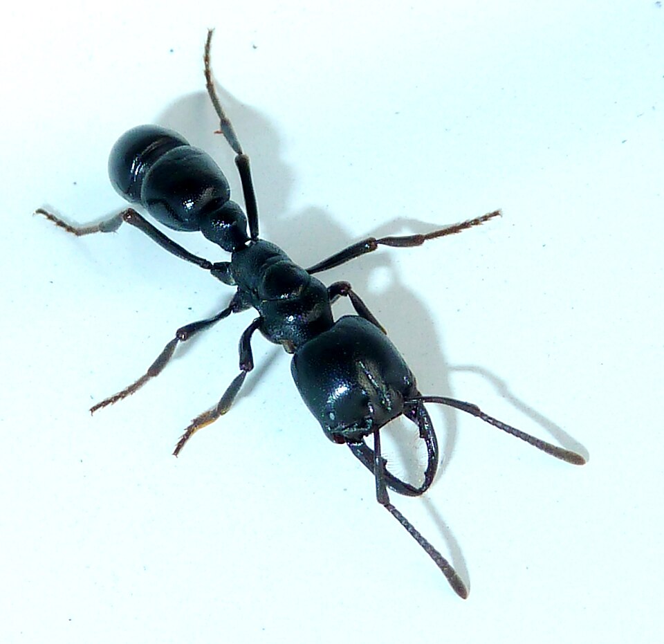 Photo of Ringbum millipede muncher ant