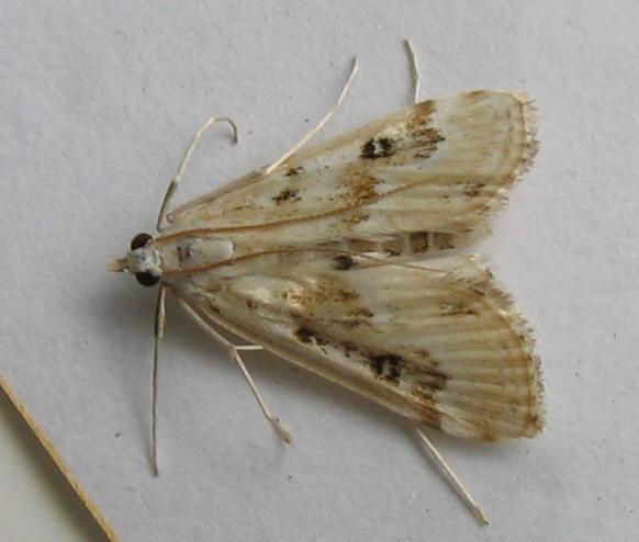 Photo of Ringed china-mark
