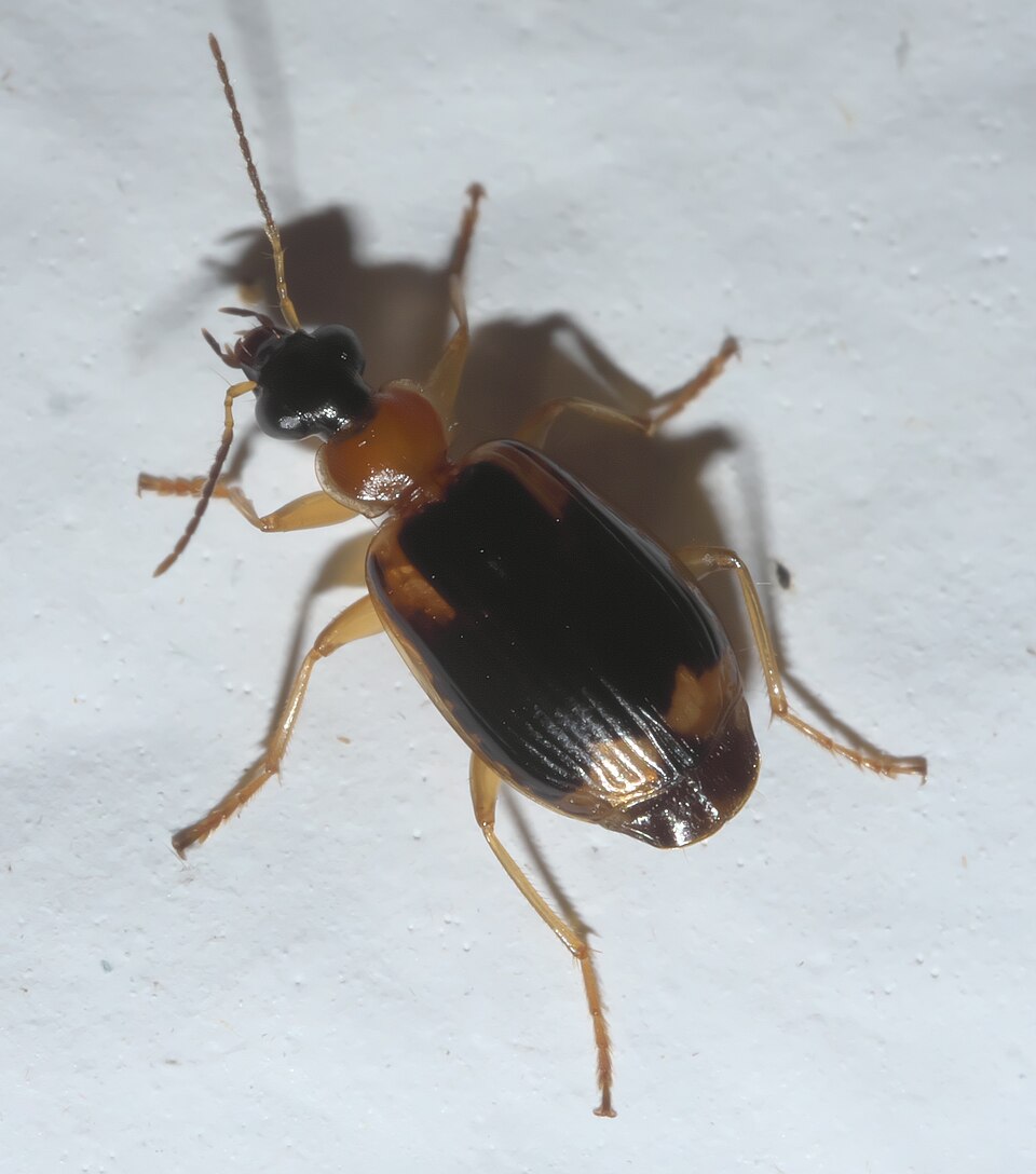 Photo of Ringed harp ground beetle