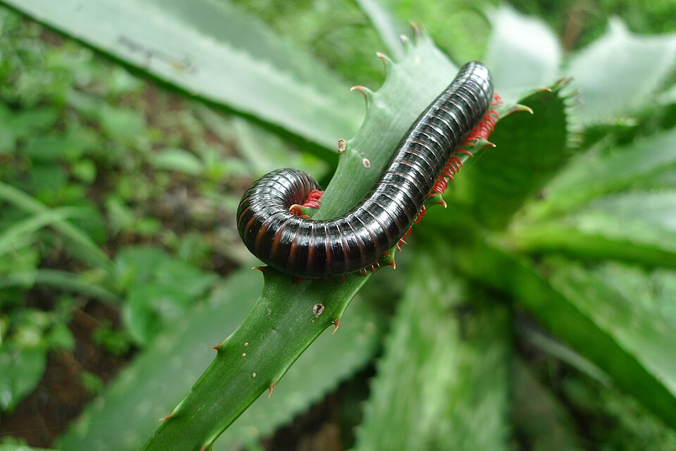 Photo of Ringleg black millipede