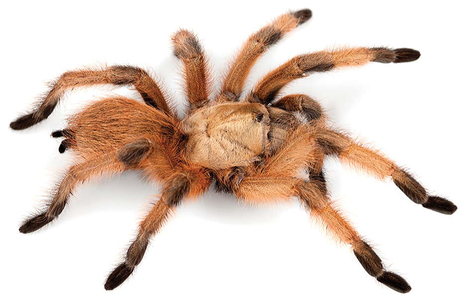 Photo of Rio Grande gold tarantula