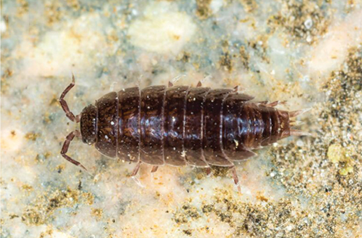 Photo of Riparian woodlouse